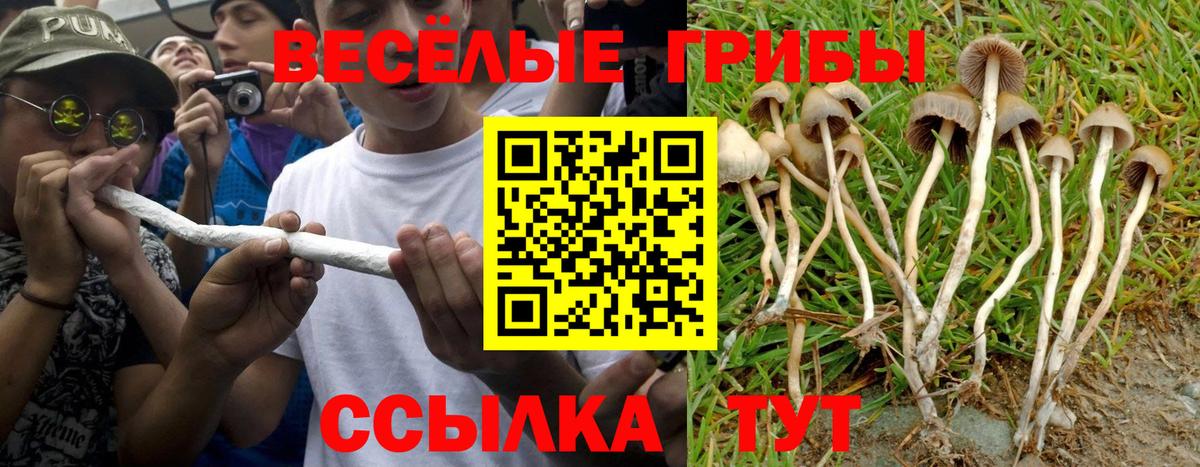 Псилоцибиновые грибы Psilocybine cubensis Кисловодск